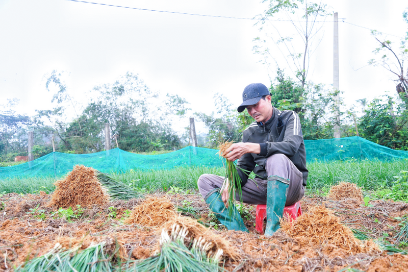 Thời điểm này, nhiều diện tích kiệu trên địa bàn xã Kỳ Anh, Hà Tĩnh đã bắt đầu cho thu hoạch. Cây kiệu từ lâu đã trở thành cây trồng chủ lực, là "thương hiệu" đặc sản của vùng đất này mỗi dịp Tết đến xuân về.