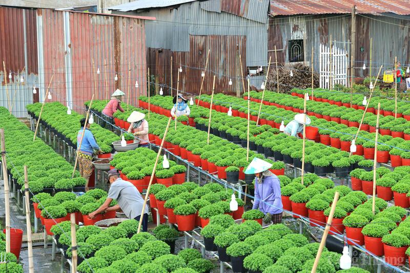 Thông qua hoạt động livestream, ngành Công Thương Đồng Tháp mong muốn hình thành kênh bán hàng trực tuyến hiện đại, giúp nhà vườn kết nối trực tiếp với khách hàng, góp phần nâng cao giá trị thương hiệu hoa kiểng Đồng Tháp. Ảnh minh họa.