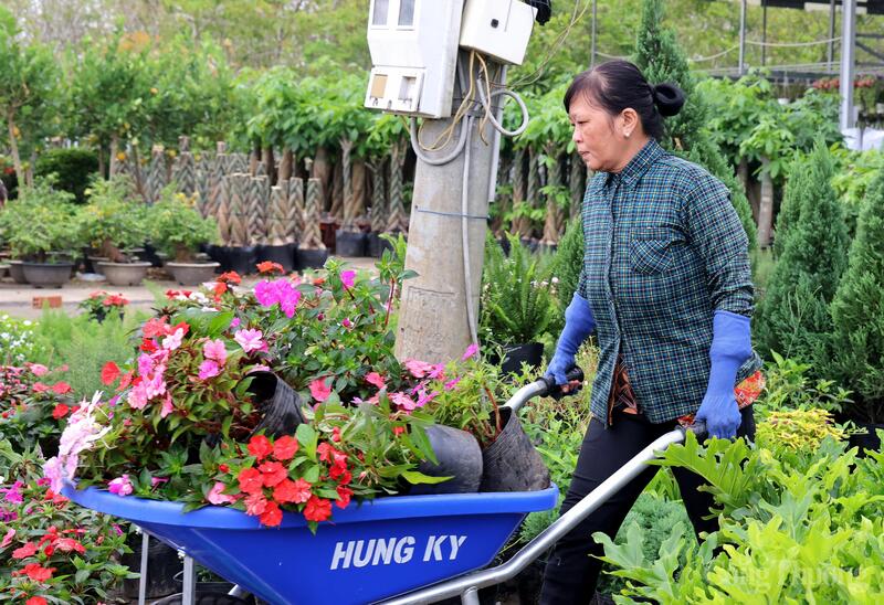 Chương trình livestream, TikTok Shop kỳ vọng tạo ra một “cú hích” về chuyển đổi số cho nông dân và doanh nghiệp hoa kiểng Đồng Tháp. Ảnh minh họa.