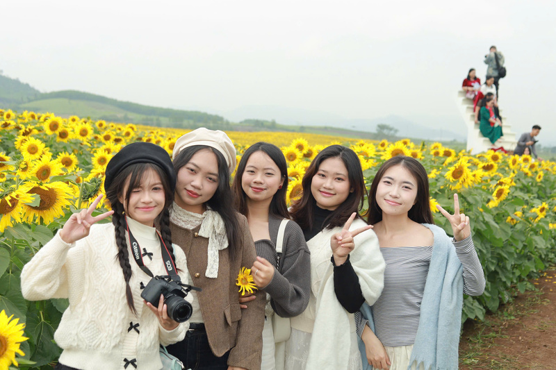 Hình ảnh cánh đồng hoa hướng dương bạt ngàn lan toả trên mạng xã hội những ngày qua. Ảnh: Song Hoàng