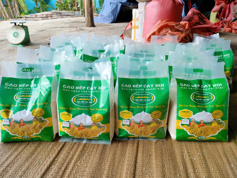Gạo nếp dẻo thơm nức tiếng của người Thái là minh chứng rõ nét cho hành trình chuyển mình của nông nghiệp miền núi Thanh Hóa. Ảnh: HTX Nông lâm Chung Thành