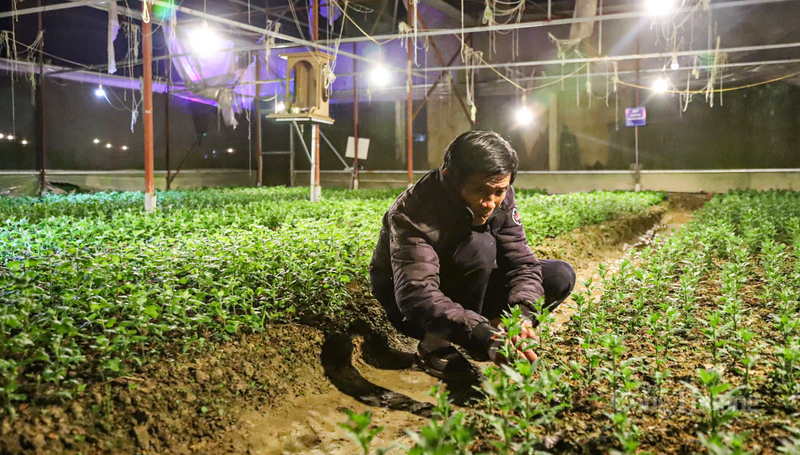 Còn ông Hồ Sỹ Lưu (thôn Xuân Sơn) chia sẻ: "Việc chong đèn ban đêm là điều kiện tiên quyết. Nếu không đủ ánh sáng, cây sẽ lùn và nở sớm, coi như hỏng cả vụ. Cuối năm thời tiết khá thuận lợi nên cây phát triển xanh tốt, ít sâu bệnh. Gia đình tôi đang tập trung tối đa nhân lực để chăm sóc, hy vọng giá cả năm nay ổn định để bà con có cái Tết ấm no”.