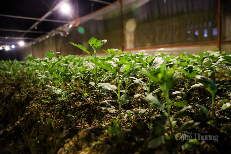 Để nâng cao chất lượng và giảm thiểu rủi ro từ thời tiết, bà con nông dân đã mạnh dạn đầu tư hệ thống nhà màng hiện đại. Hiện toàn thôn có khoảng 60 nhà màng với sự tham gia của 57 hộ dân chuyên canh.