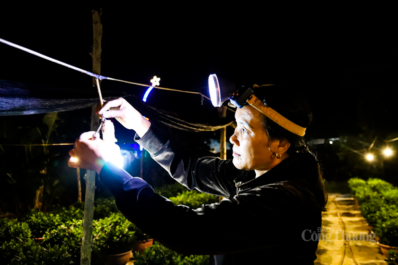 Bà Dương Thị Thanh (thôn Xuân Sơn) cho biết: “Những vườn hoa rực rỡ ánh đèn vào ban đêm đã trở thành nét đặc trưng của thôn Xuân Sơn những ngày cuối năm. Để đảm bảo cung cấp ánh sáng vừa đủ, đồng thời tiết kiệm điện và bảo đảm chất lượng hoa cho dịp Tết, chúng tôi thường bố trí mỗi bóng cách nhau 3 - 4m, cao khoảng 1,6 - 2m so với mặt luống”.