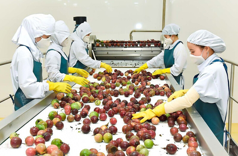 Xuất xứ hàng hóa đang trở thành “giấy thông hành” quyết định năng lực cạnh tranh và khả năng phát triển bền vững của nông sản Việt.