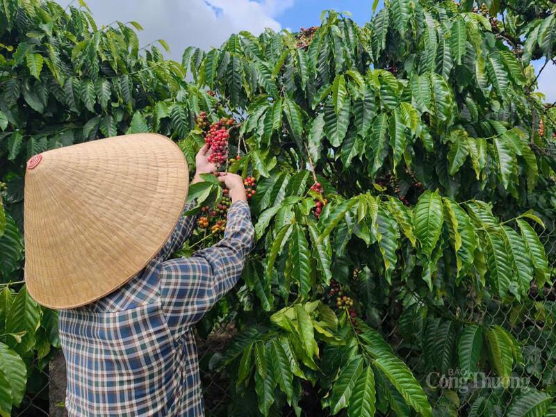 Người dân thu hoạch cà phê tại Lâm Đồng
