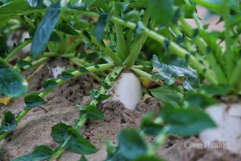 Nếu như mọi năm, giá củ cải thường dao động ở mức 5.000 – 7.000 đồng/kg thì năm nay, giá đã tăng gấp đôi, dao động từ 12.000 - 15.000 đồng/kg.