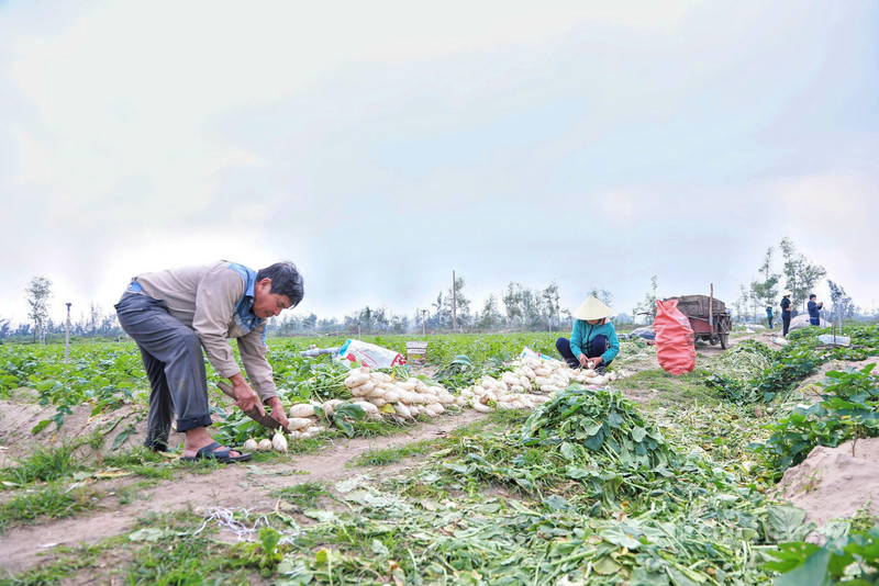 Ngày đầu năm dương lịch 2026, trên khắp các cánh đồng chuyên canh rau màu tại Hà Tĩnh, không khí lao động trở nên hối hả hơn bao giờ hết.