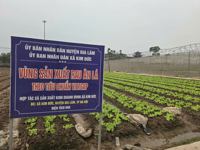 Thành phố Hà Nội đặt mục tiêu phát triển mạnh kinh tế tập thể theo hướng xanh, số, tuần hoàn, nâng cao chất lượng hợp tác xã, gắn với chuỗi giá trị và chuyển đổi số. Ảnh: Văn Thi