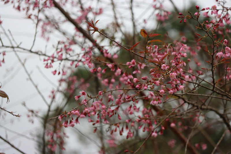 Giữa cái không khí se se lạnh, hàng ngàn cánh đào bung nở tạo nên khung cảnh rất đẹp. Ảnh: Nguyễn Dương