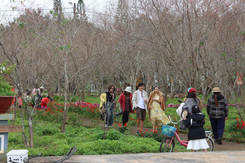 Vườn hoa anh đào là nơi thu hút được nhiều du khách tới nhất. Ảnh: Nguyễn Dương