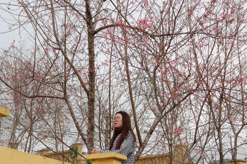 Trải nghiệm mùa hoa anh đào tại Măng Đen. Ảnh: Nguyễn Dương