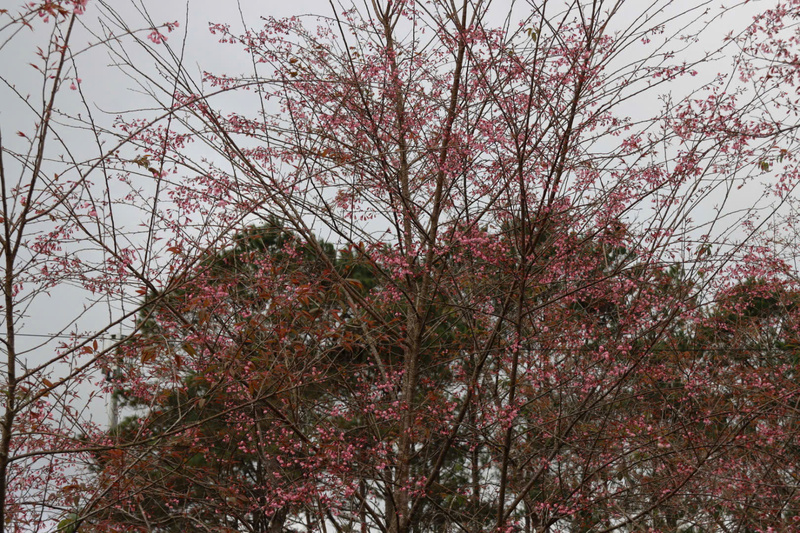 "Đặc sản" được nhiều du khách thích thú nhất khi đến Măng Đen chính là mùa hoa anh đào nở rộ. Ảnh: Nguyễn Dương