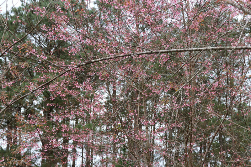 Năm nay hoa anh đào nở trễ hơn mọi năm nhưng cũng thu hút được sự quan tâm của du khách. Ảnh: Nguyễn Dương