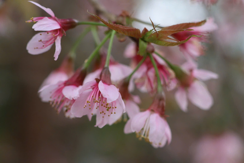 Những cánh đào bung nở, khoe sắc. Ảnh: Nguyễn Dương