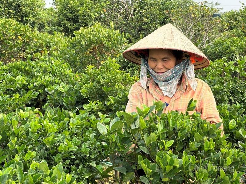 Làng hoa Đức Bác được ví như “thủ phủ” hoa, cây cảnh của Phú Thọ.