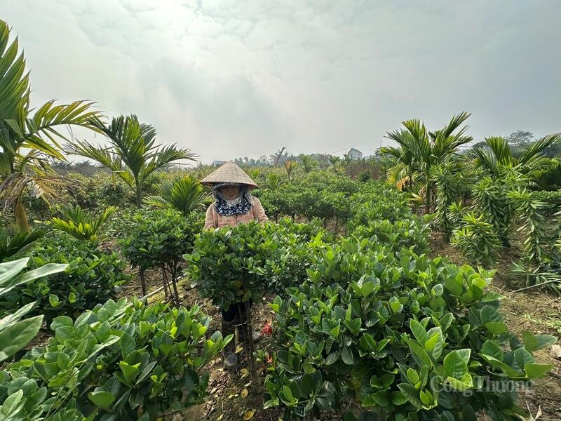 Người dân tất bật vun xới, tạo dáng, tỉa lá, chăm bón từng thế cây cảnh, mong muốn sản phẩm đạt độ hoàn mỹ cao nhất khi đến tay người chơi hoa ngày Tết.