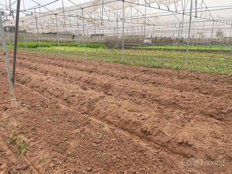 Đất trong nhà vườn được xử lý, sẵn sàng cho vụ rau ngắn ngày.