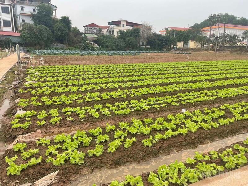 Với sự chuẩn bị chu đáo, Hợp tác xã Văn Đức hứa hẹn nguồn cung dồi dào cho thị trường Tết Nguyên đán.