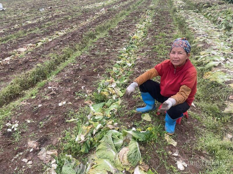 Bà Chử Thị Nhật dọn ruộng, xử lý đất để gieo trồng vụ rau ngắn ngày phục vụ thị trường Tết Nguyên đán.