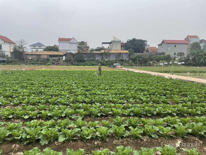 Người nông dân cũng kỳ vọng vụ rau Tết được mùa, được giá.