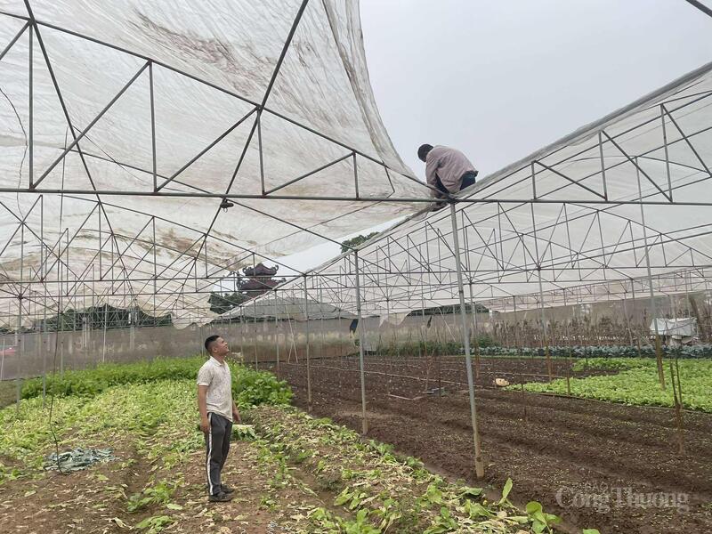 Thành viên hợp tác xã kiểm tra, gia cố lại hệ thống lưới che nhằm chuẩn bị tốt điều kiện canh tác vụ rau Tết.
