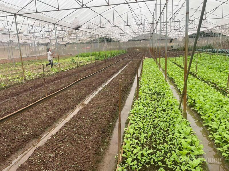Việc chủ động kiểm tra, gia cố lưới che và theo dõi sự phát triển của cây trồng giúp đảm bảo sản lượng và chất lượng rau an toàn theo tiêu chuẩn VietGAP.