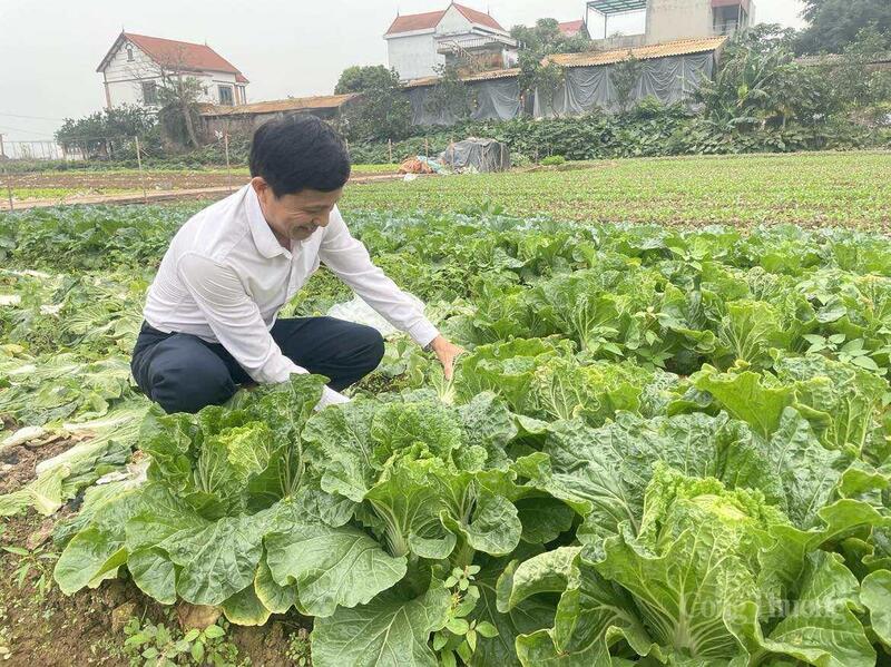 Những cây cải thảo cuối vụ được ông Nguyễn Văn Minh, Giám đốc Hợp tác xã Văn Đức thu hoạch.