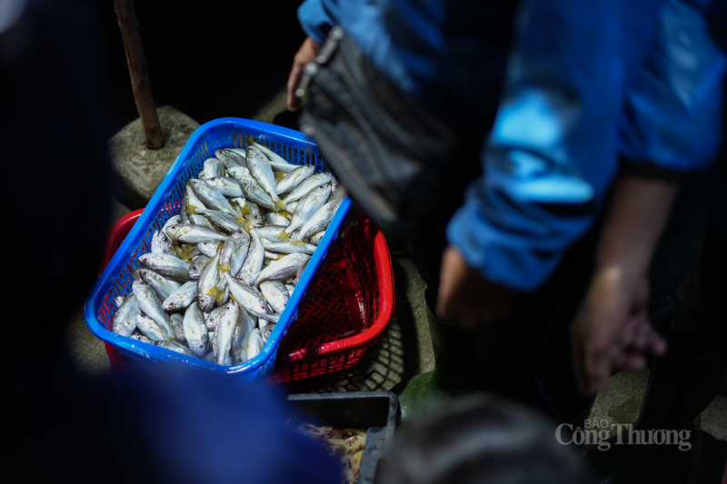 Ngư dân Nguyễn Viết Xuân (thôn Phúc Hải, xã Thiên Cầm) vui mừng bày tỏ, "chuyến này tôi trúng đậm mẻ cá thu, thương lái đã chờ sẵn trên bờ để lấy sạch. Giá năm nay có nhích nhẹ nhưng bù lại chất lượng hải sản đầu năm đạt, người tiêu dùng rất ưa chuộng".