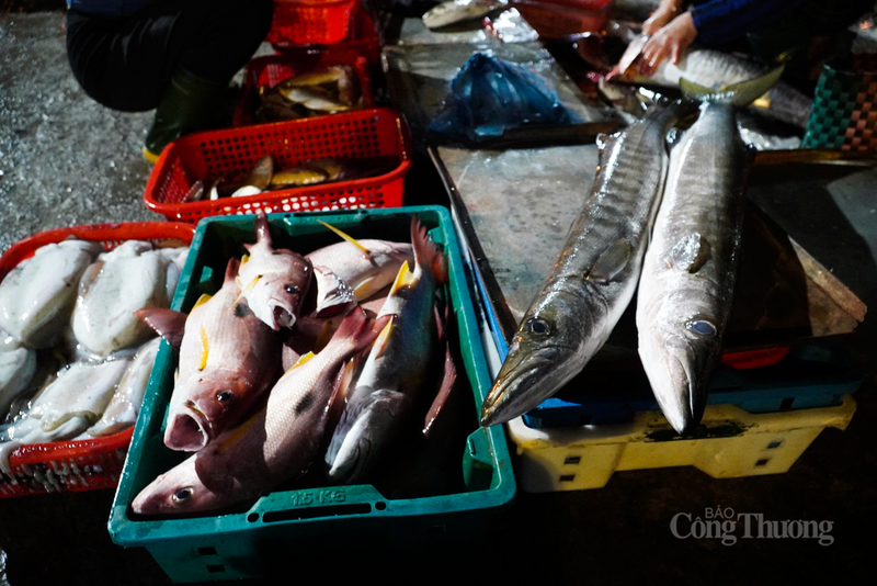 Cá, tôm, cua, ghẹ tươi rói được đưa lên bờ sau đêm dài ra khơi.