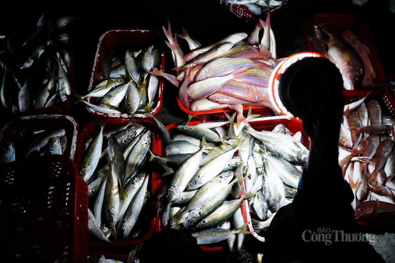 “Ban Quản lý cũng đã lên kế hoạch, phối hợp với các đơn vị liên quan điều tiết tàu thuyền ra vào cảng, bảo đảm an ninh trật tự, vệ sinh môi trường. Đặc biệt, giám sát hoạt động khai thác, thực hiện nghiêm các quy định về chống khai thác IUU", ông Tế thông tin thêm.