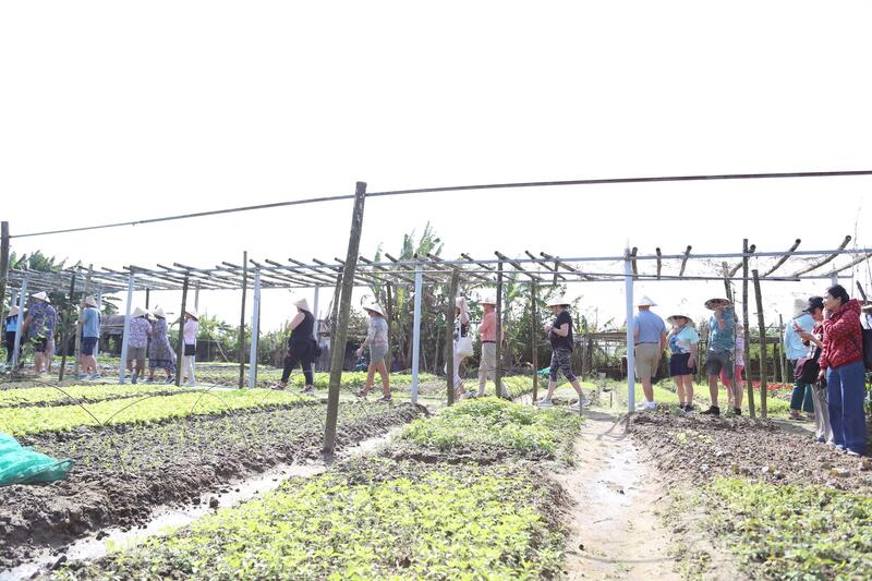 Tiếng lành đồn xa, làng rau Thanh Đông trở thành điểm đến rất được du khách quốc tế cũng như các công ty du lịch, lữ hành lựa chọn trong tour du lịch tại Hội An.