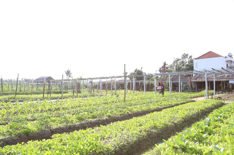 Làng rau Thanh Đông đạt chuẩn rau hữu cơ từ năm 2014.