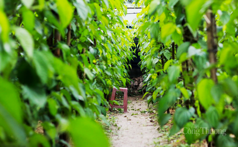 Nếu như ngày thường, mỗi tệp trầu (khoảng 10-12 lá) có giá dao động từ 5.000 - 6.000 đồng thì nay đã tăng lên 10.000 – 12.000 đồng. Thậm chí cao hơn đối với loại lá đẹp, dày và bóng.