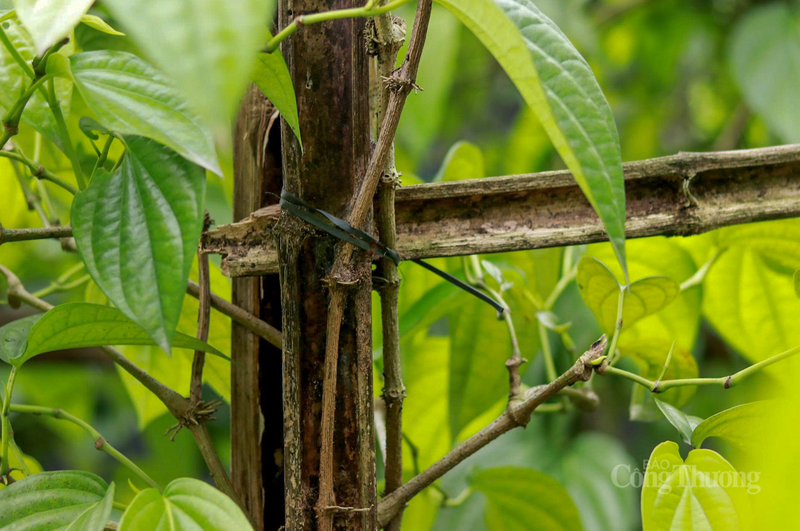 Theo ông Thắng, cây trầu tuy dễ trồng nhưng lại khá "đỏng đảnh" với thời tiết. Người trồng phải tốn nhiều công sức chăm sóc, đặc biệt là khâu làm sạch cỏ và phòng trừ nấm bệnh trong giai đoạn chuyển mùa.