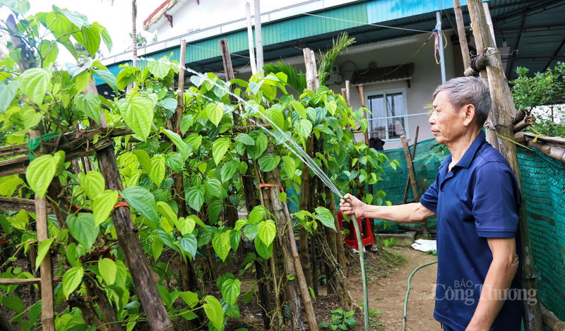 Năm nay, gia đình ông Nguyễn Công Thắng (thôn Văn Sơn, xã Thạch Khê) có hơn 200 gốc trầu, nhưng do ảnh hưởng của mưa bão, hiện chỉ còn hơn nửa số cây cho thu hoạch.