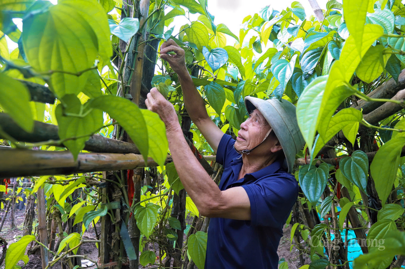 Tết Nguyên đán và rằm tháng Giêng luôn là "vụ chính" quyết định thu nhập cả năm của hàng trăm hộ dân.