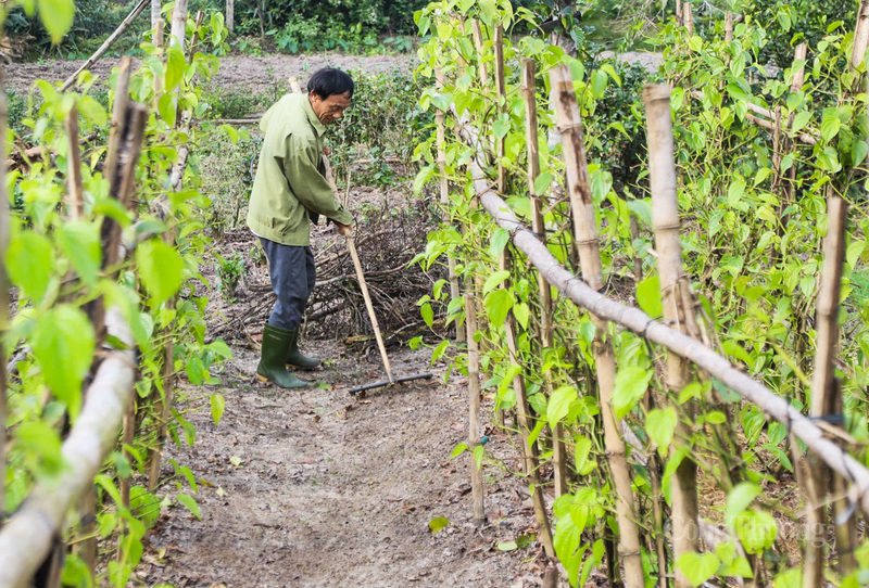 Lãnh đạo Phòng Kinh tế, UBND xã Thạch Khê cho biết, sau các đợt ảnh hưởng thiên tai, địa phương đã cử cán bộ chuyên môn trực tiếp hướng dẫn bà con tái sản xuất. Thời gian tới, chính quyền địa phương tiếp tục đồng hành, hướng dẫn kỹ thuật, từng bước giữ vững cây trồng chủ lực, góp phần khẳng định thương hiệu trầu không “tiến vua” trên đất Thạch Khê.