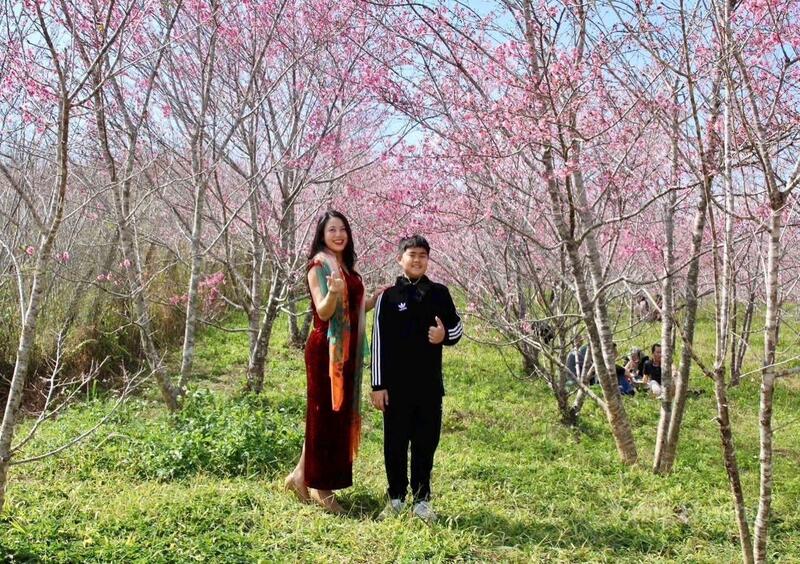 Người dân và du khách chụp ảnh tại điểm du lịch vườn hoa anh đào. Ảnh: CTV