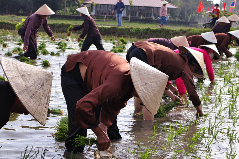 Bà con phường Hội An Đông tham gia hội thi cấy lúa. Ảnh: Diễm Phúc