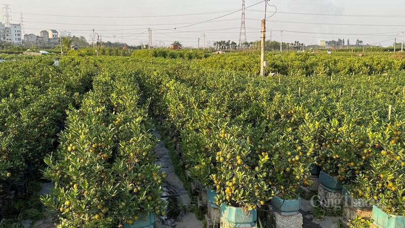 Vườn quất cảnh tại thôn Thiết Trụ, xã Mễ Sở.