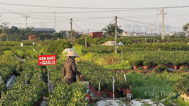 Người trồng quất treo biển tìm khách hàng.