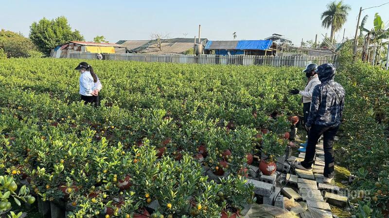 Nhiều "dân buôn" tìm đến vườn quất đặt hàng sớm.