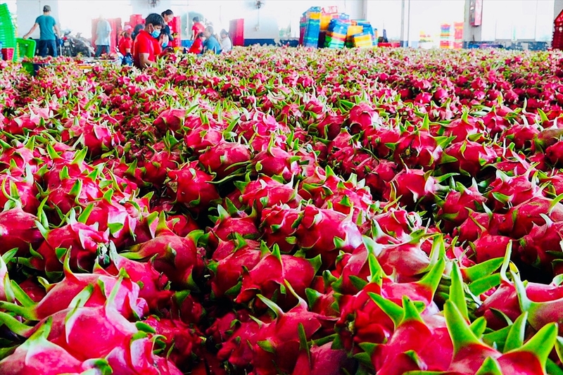11 tháng năm 2025, kim ngạch xuất khẩu thanh long đạt khoảng 485,2 triệu USD, giảm 0,8% so với cùng kỳ năm trước. Ảnh minh họa