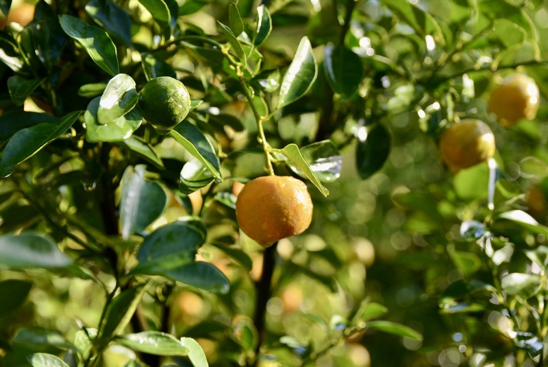 Nhờ những tín hiệu tích cực từ sức mua, đơn đặt hàng sớm và thị trường ổn định, quất cảnh Hội An Tây được kỳ vọng sẽ có một mùa Tết thắng lợi. Ảnh: Ngọc Thảo