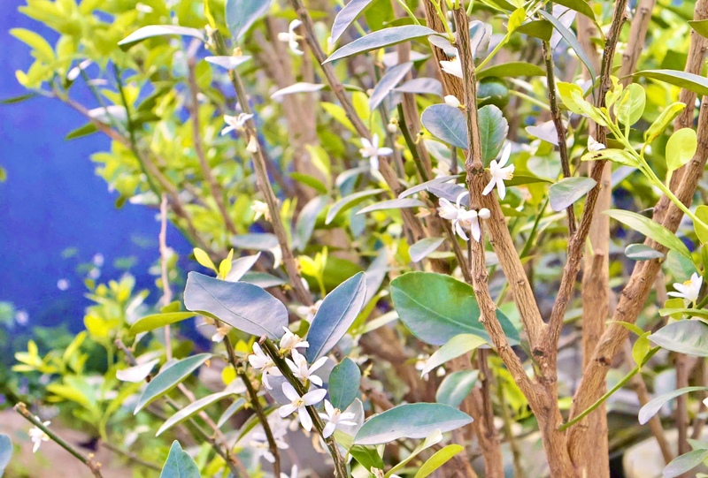 Nói về ảnh hưởng của thời tiết, ông Minh chia sẻ các đợt mưa lũ cuối năm đã ảnh hưởng lớn đến vườn quất. Ở một số vườn trong khu vực, mưa lớn khiến nhiều cây bị hư hại. May mắn vườn nhà ông có biện pháp gia cố, che chắn nên hạn chế được phần lớn thiệt hại. Ảnh: Diễm Phúc