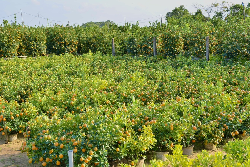 Vườn quất bà Dậu hiện trồng khoảng 500 cây trên diện tích gần 3.000 m², gồm nhiều loại từ quất mini để bàn đến quất chậu cỡ lớn. Theo bà Dậu, quất mini mất khoảng một năm chăm sóc, trong khi quất chậu lớn cần từ hai năm đến khoảng hai năm rưỡi, tính từ lúc gieo giống, đưa cây vào chậu, tạo dáng, tỉa cành cho đến khi cây đạt độ hoàn chỉnh để bán dịp Tết. Ảnh: Ngọc Thảo