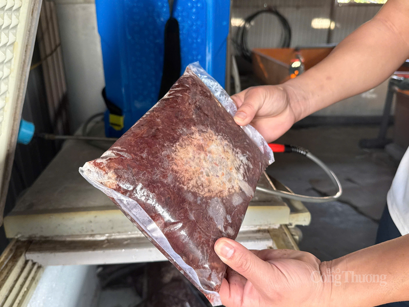 Bổ sung giun quế, cá xay, trứng gà nhằm tăng dinh dưỡng, giúp lươn sinh trưởng khỏe mạnh, nhanh lớn.