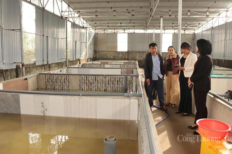 Thay vì tự "bơi" giữa thị trường, ông Hiền đã vận động 6 hộ dân khác trong thôn cùng góp vốn, góp sức để xây dựng hệ thống chuồng trại bài bản. “Khi liên kết, chúng tôi vừa có thêm nguồn lực, vừa yên tâm hơn vì có người cùng làm, cùng rút kinh nghiệm”, ông Hiền chia sẻ.