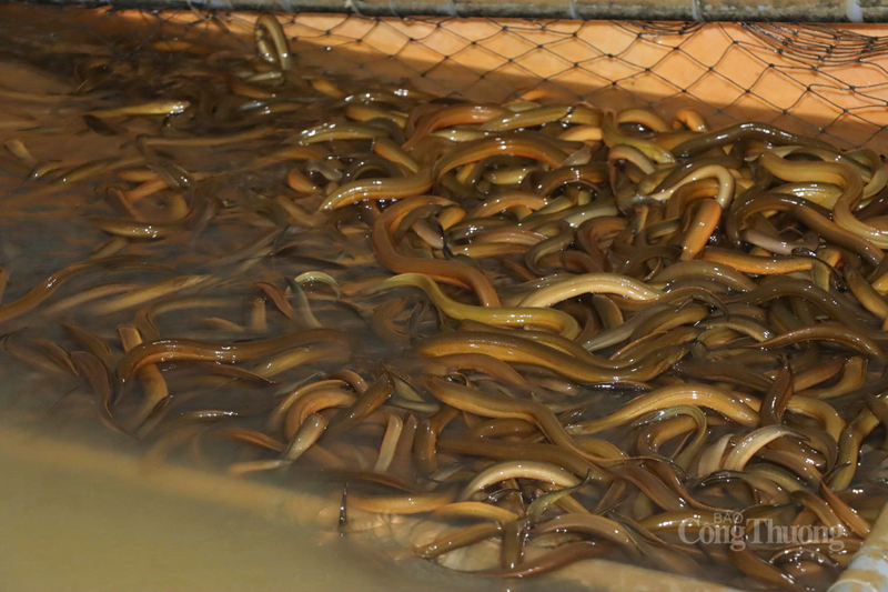 Nuôi lươn không bùn, hướng đi mới cho nông dân Hà Tĩnh - 9